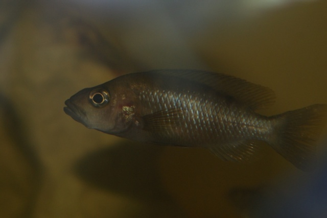 Stigmatochromis modestus Makokola (femelle)