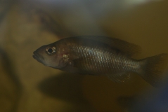 Stigmatochromis modestus Makokola (femelle)