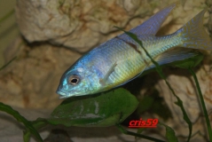 Mylochromis ericotaenia (Mâle)