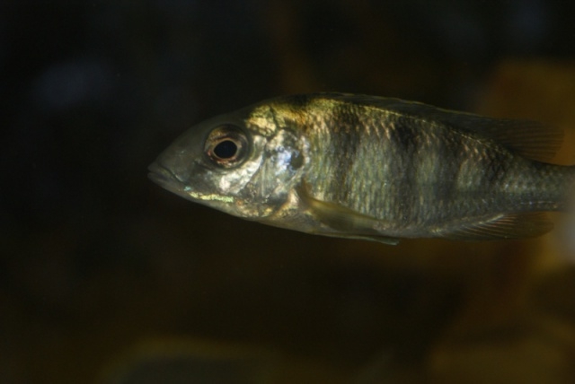 Mylochromis ericotaenia (Femelle)
