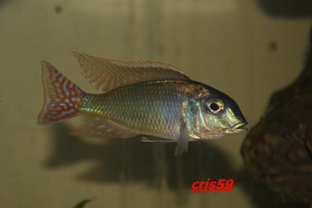 Lethrinops marginatus Kambiri Point (mâle)