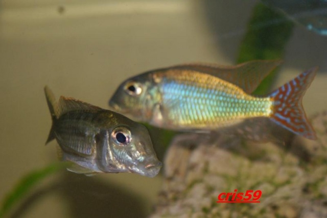 Lethrinops marginatus Kambiri Point (Cple)