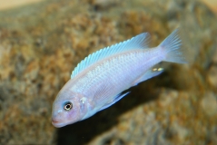 Maylandia callainos Ruarwe (Male)