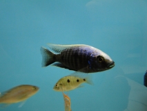 Copadichromis trewavasae Lupingu (mâle)