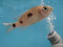 Copadichromis trewavasae Lupingu (femelle)