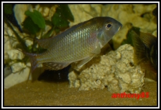 Lethrinops marginatus Lupingu (mâle)