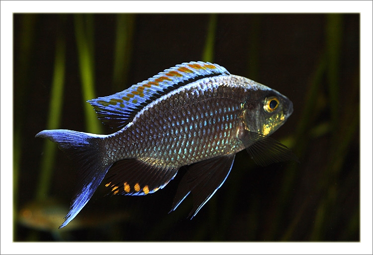 Copadichromis sp. 