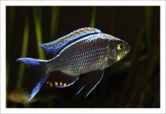 Copadichromis sp. 
