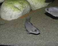 Copadichromis sp. 