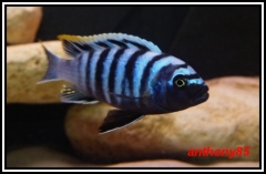 Cynotilapia zebroides Lundu (mâle)