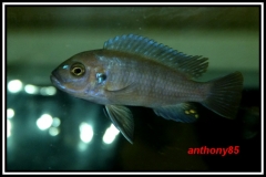 Cynotilapia zebroides Lundu (femelle)