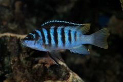 Maylandia fainzilberi Luwino Reef (femelle)