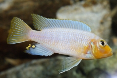 Maylandia chrysomallos Masinje (Male)