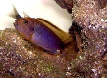 Iodotropheus sprengerae (mâle)