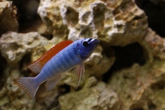 Labeotropheus trewavasae Chimwalani Reef (mâle)