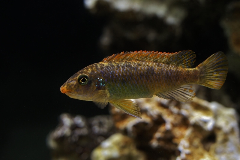 Labeotropheus trewavasae Chimwalani Reef (femelle)