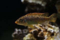 Labeotropheus trewavasae Chimwalani Reef (femelle)