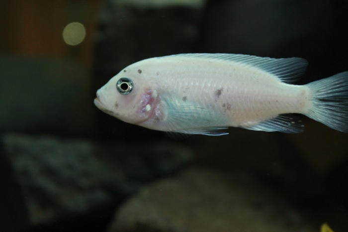 Maylandia callainos Makonde (femelle)