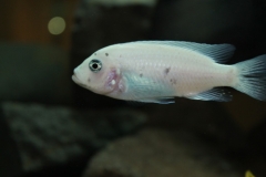 Maylandia callainos Makonde (femelle)