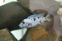 Maylandia callainos Makonde (femelle)