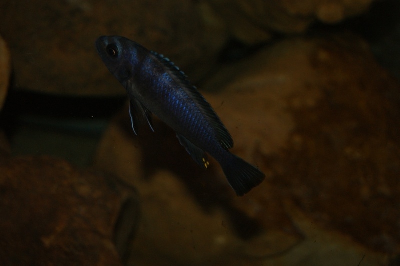Maylandia cyneusmarginatus Nkhomo Reef (femelle)
