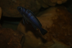 Maylandia cyneusmarginatus Nkhomo Reef (femelle)