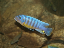Maylandia fainzilberi Lupingu (Mâle)