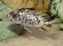 Maylandia fainzilberi Lupingu (femelle)