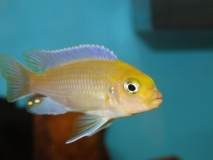 Maylandia glaucos Cobue (mâle)