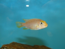 Maylandia glaucos Cobue (femelle)