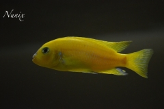 Maylandia lombardoi Mbenji Island (mâle)