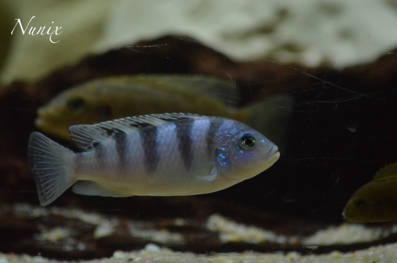 Maylandia lombardoi Mbenji Island (femelle)