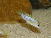 Labidochromis sp. 