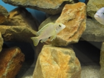 Labidochromis sp. 