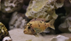 Maylandia zebra Chizumulu Island (femelle)