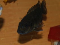 Petrotilapia palingnathos Taiwan Reef (femelle)