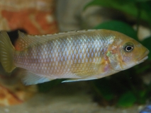 Petrotilapia palingnathos Taiwan Reef (femelle)
