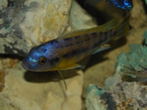 Petrotilapia sp. 