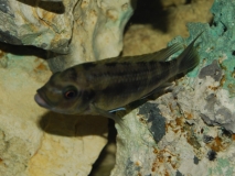 Petrotilapia sp. 