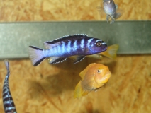 Pseudotropheus sp. "elongatus ruarwe" Ruarwe (mâle)