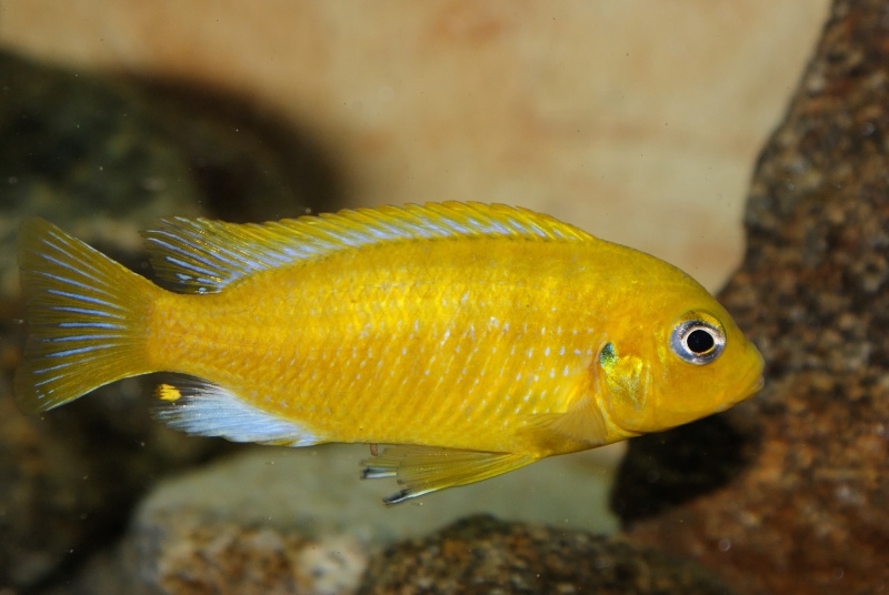 Maylandia barlowi Mbenji Island (Male)