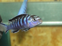 Pseudotropheus sp. "elongatus ruarwe" Ruarwe (femelle)