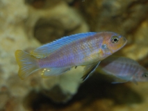 Maylandia sp. 