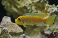 Maylandia sp. 