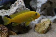 Maylandia sp. 
