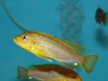 Pseudotropheus sp. "lime nkhomo" Nkhomo Reef (mâle)