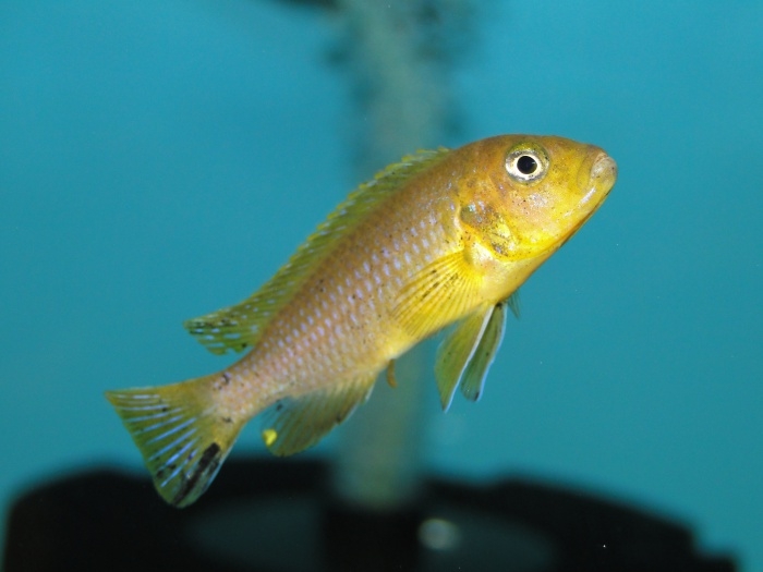 Pseudotropheus sp. 