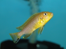Pseudotropheus sp. "lime nkhomo" Nkhomo Reef (femelle)