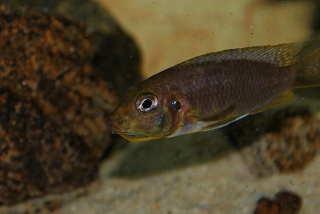 Maylandia barlowi Mbenji Island (Femelle)