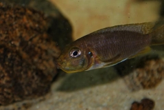 Maylandia barlowi Mbenji Island (Femelle)